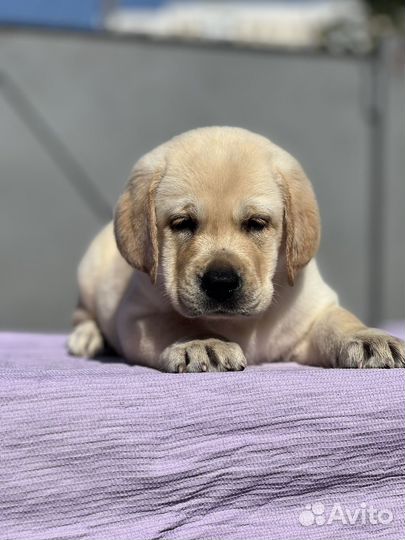 Щенки лабрадора РКФ