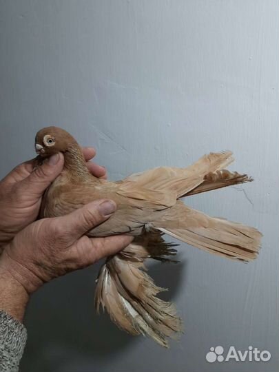 Голуби короткоклювые