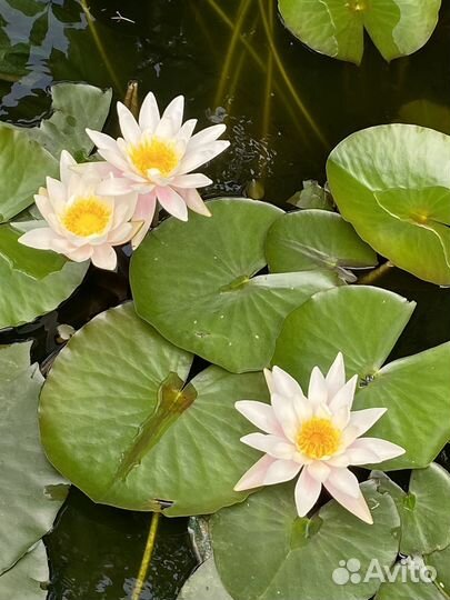 Лилия Водная Нимфея