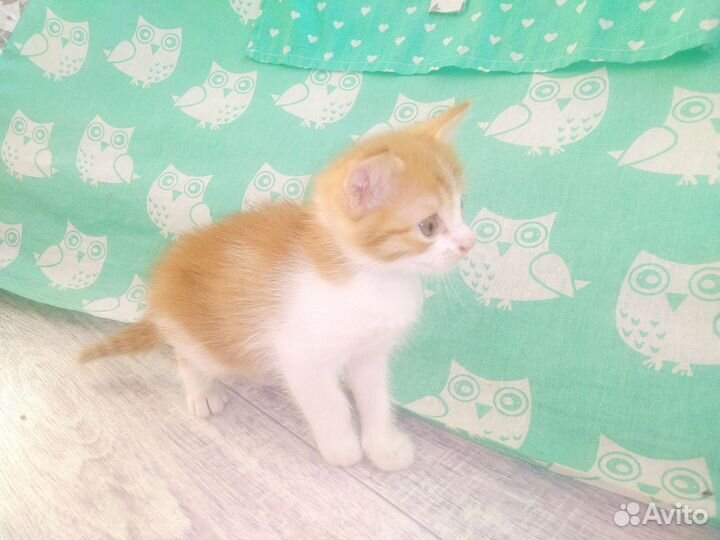 Кошки в добрые руки