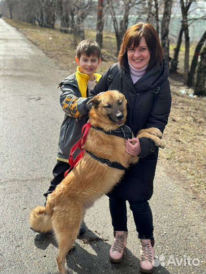 Очаровательный Тобиас мечтает о семье и доме