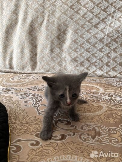 Британские котята