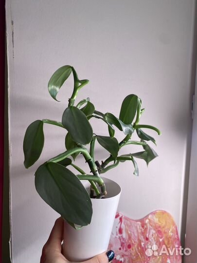 Филодендрон сильвер даст