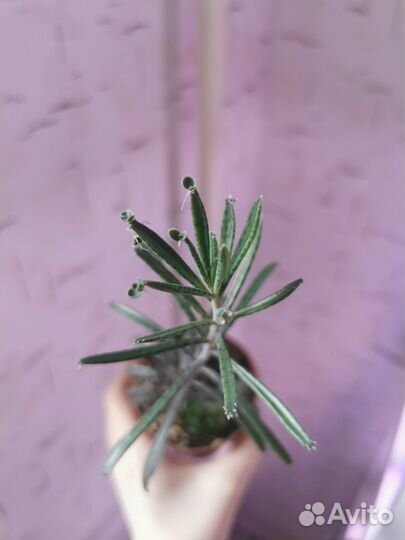 Коллекционные суккуленты