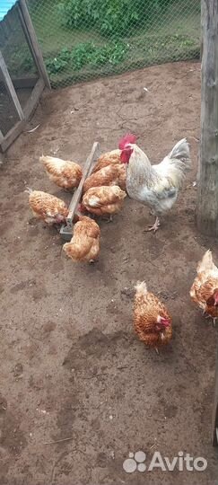 Куры несушки