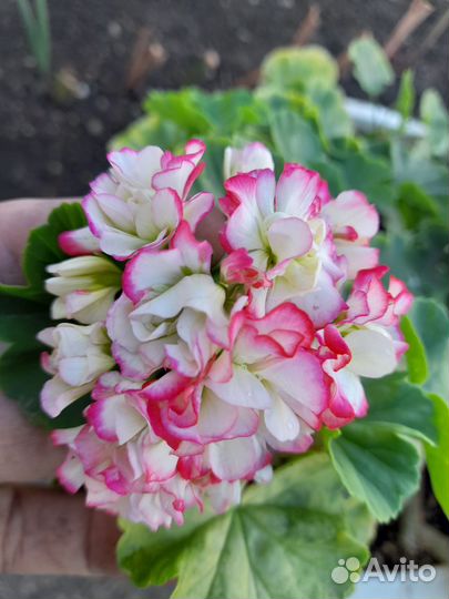 Герань пеларгония