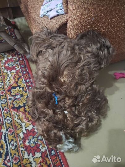 Медведь СССР