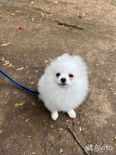 Белоснежный шпиц мальчик