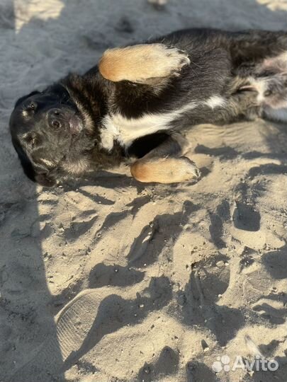 Собака Батон в добрые руки