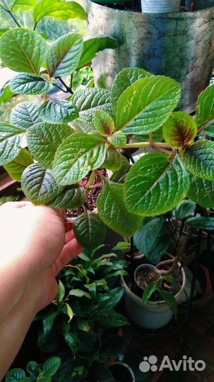 Плющ, плектрантус, перец