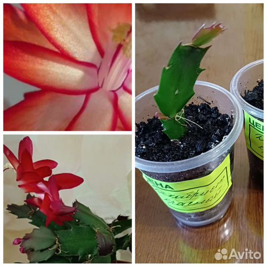 Декабрист/Рипсалидопсис