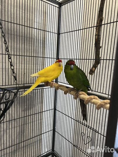 Попугай какарик