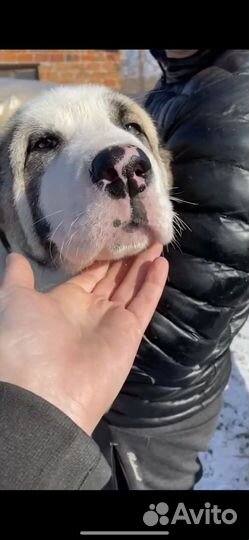 Среднеазиатская овчарка