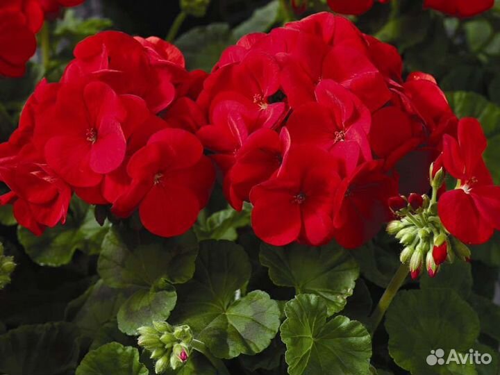Пеларгония герань