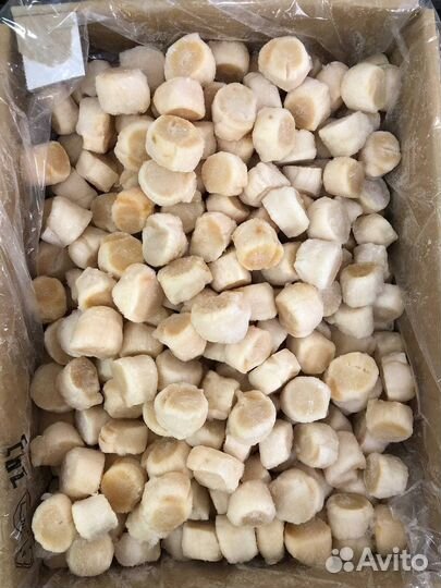 Гребешок курильский