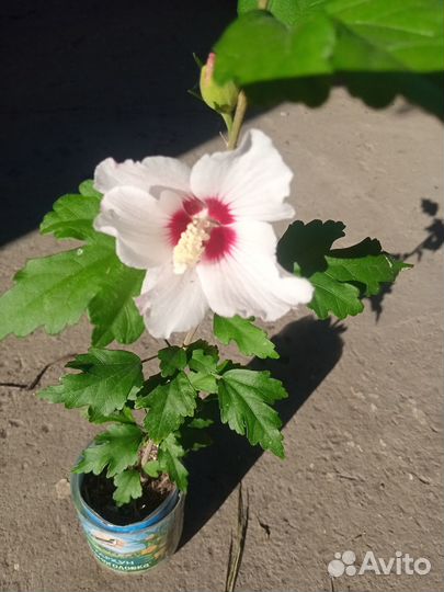 Гибискус садовый