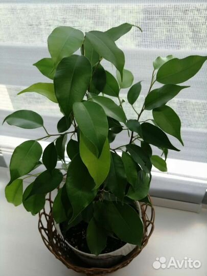 Фикус бенджамина Неон, Даниель