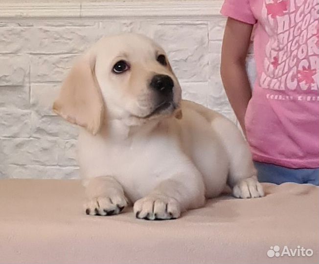Щенки лабрадора