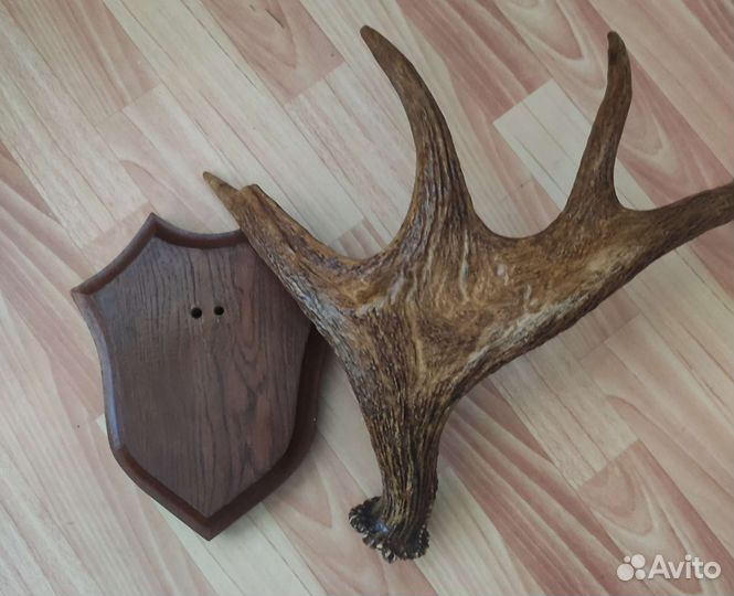 Продам рога лося