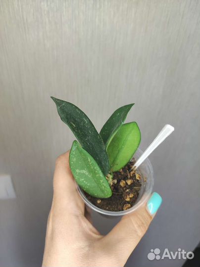 Хойи укорененные