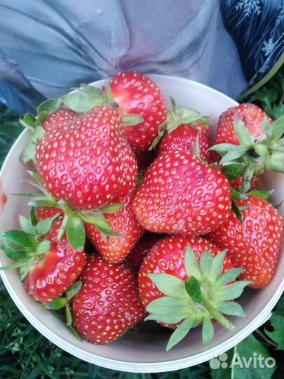 Ремонтантная клубника и рассада