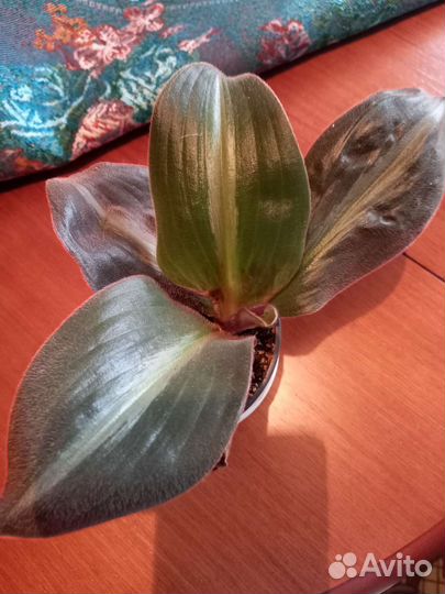 Цветок Сидерасис