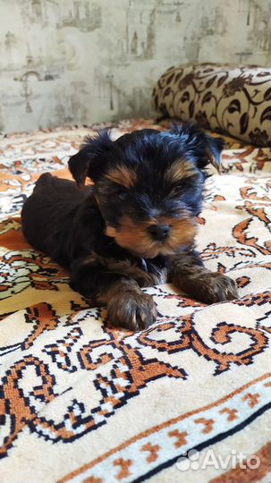 Йоркширский терьер щенки
