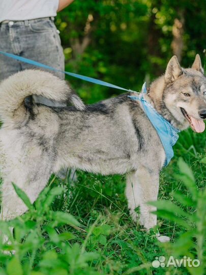 Метис лайки