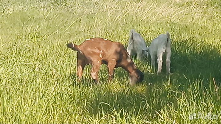 Козлики нубийцы