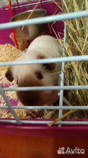 Морская свинка