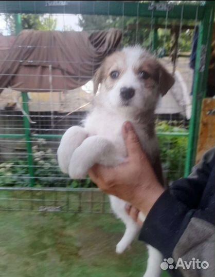 Щенок в добрые руки