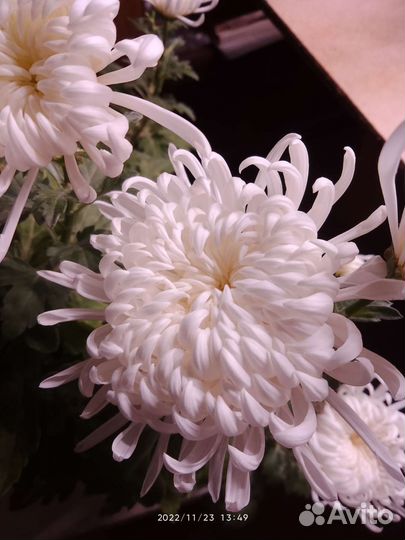 Хризантема