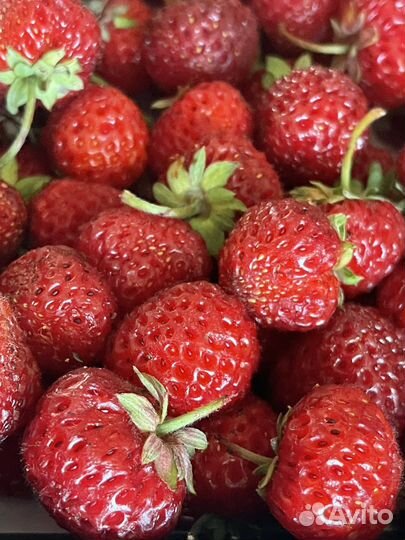 Саженцы клубники мице шиндлер