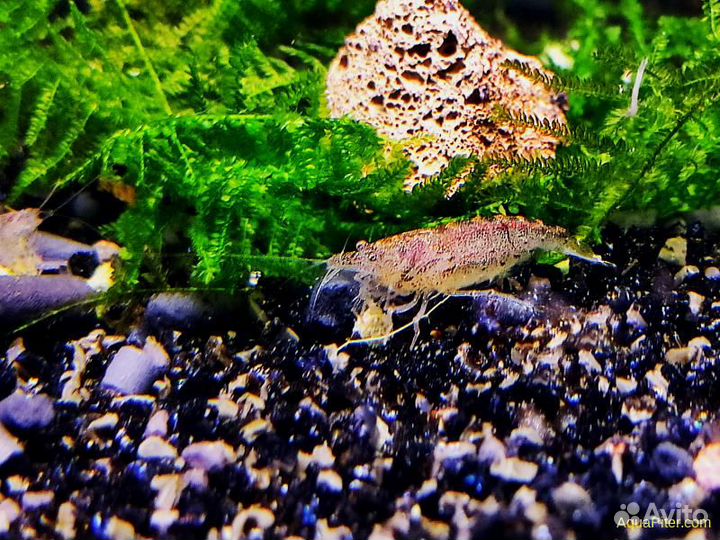 Креветки - сакура, желтая, синяя, жемчуг, аманки