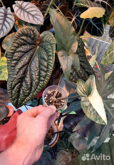 Сингониум Imperial White