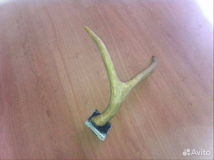 Рога лосиные