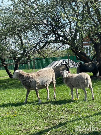 Катумские овцы(полукровки)