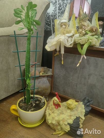 Комнатные цветы