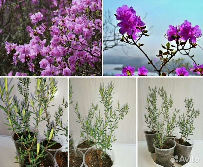 Тамарикс Гортензия Аспидистра