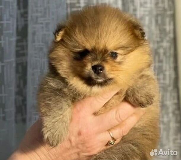 Щенки шпица