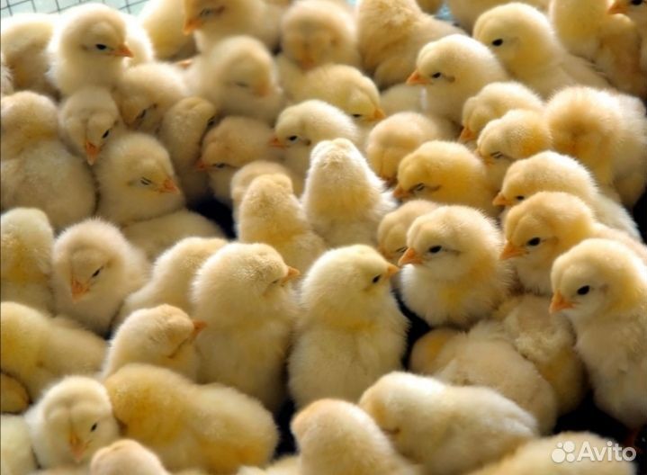Цыплята бройлеры кобб 500