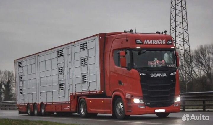 Услуги скотовоза, перевозка скота (коров, быков)