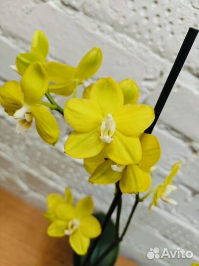 Жёлтые сортовые цветущие орхидеи