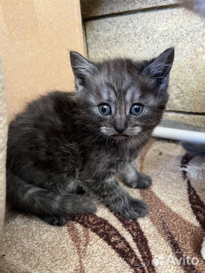 Котята веслоухие