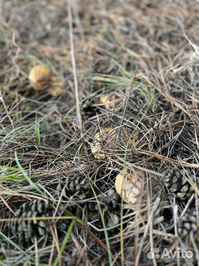 Грибы маслята