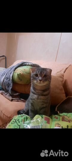 Шотландская вислоухая кот