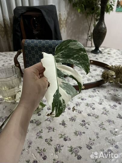 Монстера альба