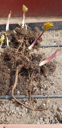 Стебли - ревень, любисток