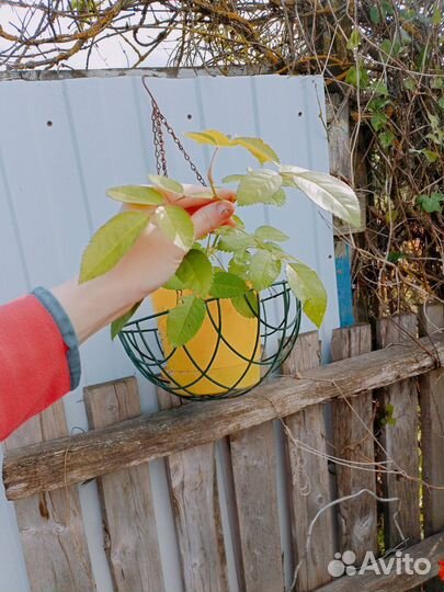 Роза плетистая малиновая