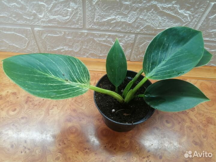 Филодендрон Биркин